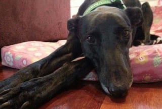 Dog laying down
