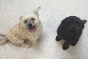 Two dogs Two dogs