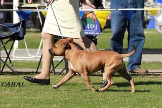 Dog show
