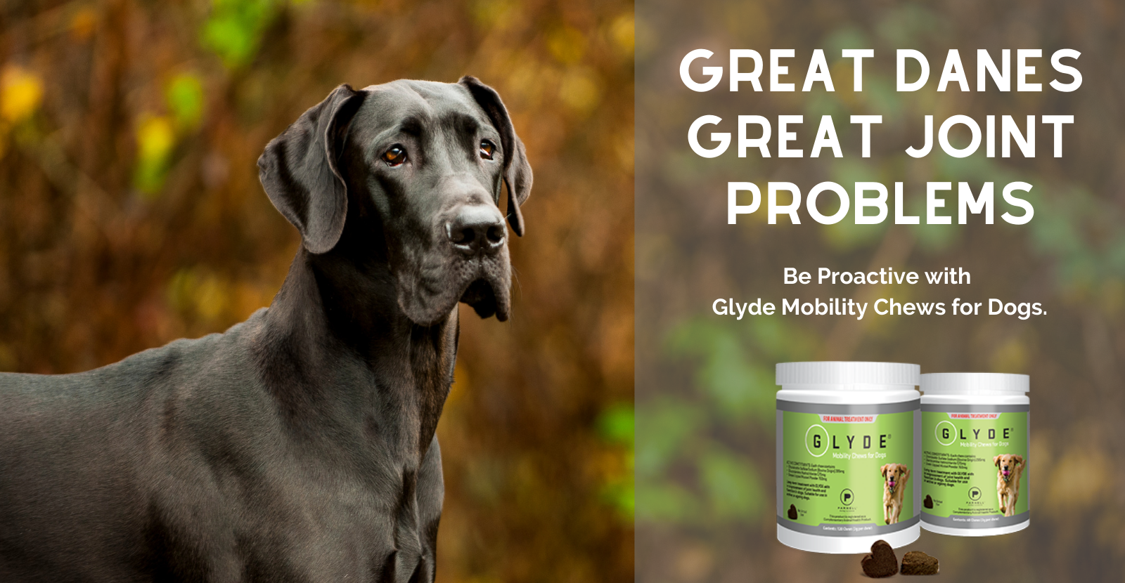 Great dane joint supplements sale