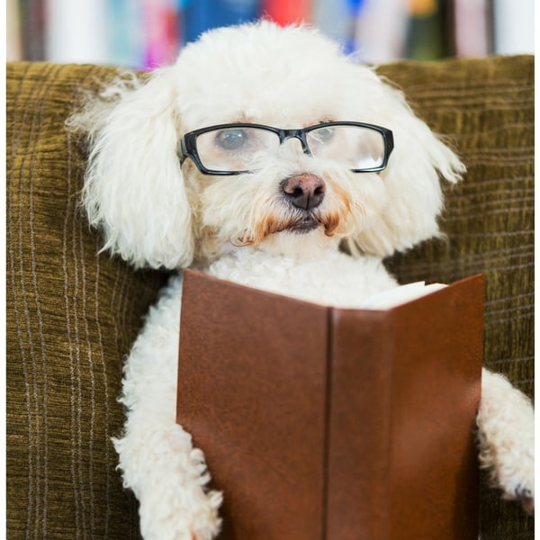 Reading with your dog is soothing