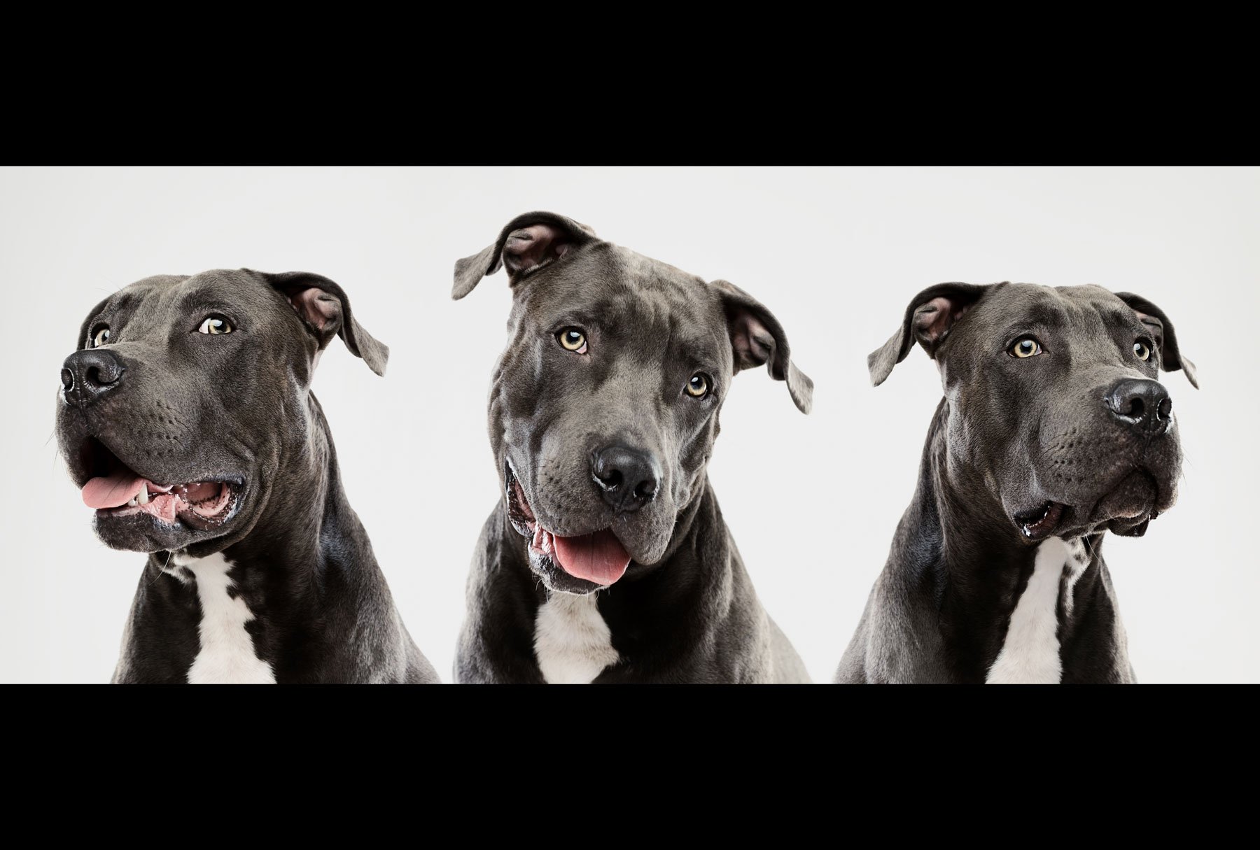 3 American Pit Bull Terriers