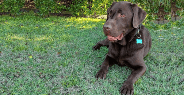 Walter the Lab Loves Glyde!