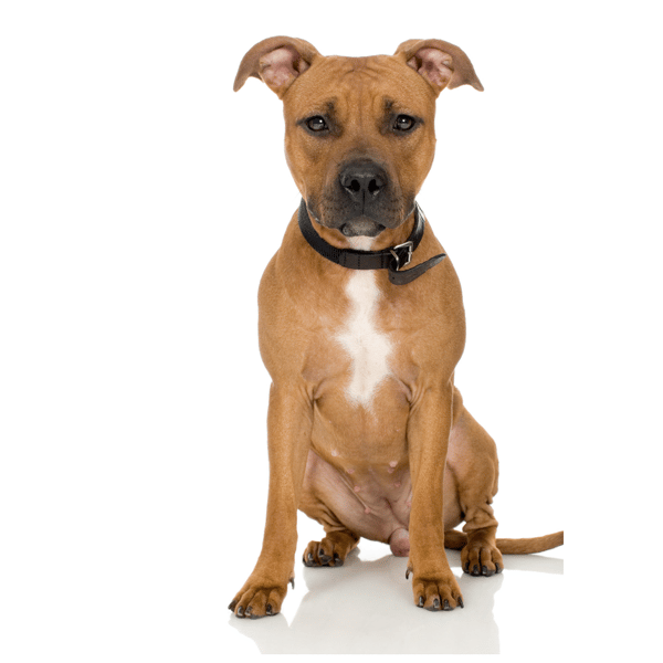 American Staffordshire Terrier sitting