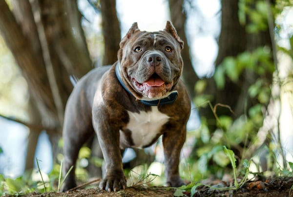 American-Bully