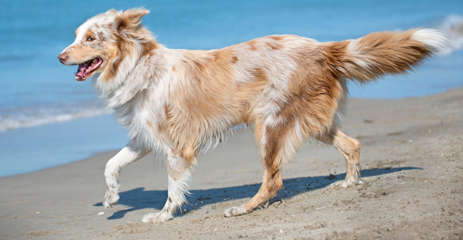 Aussies on the beach