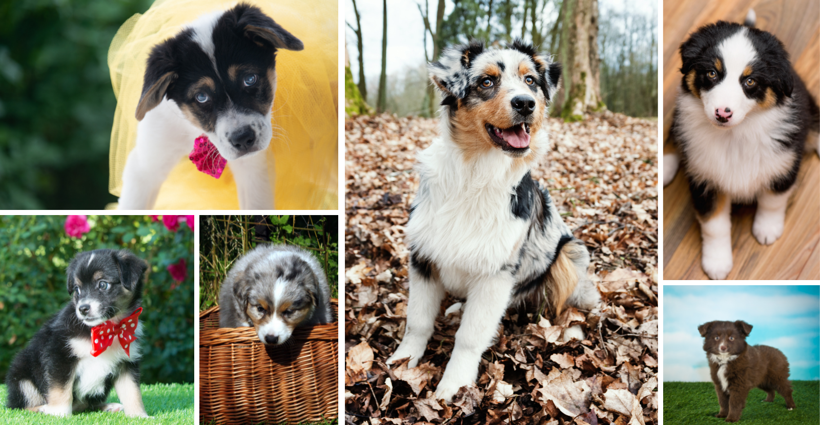 Aussies puppies