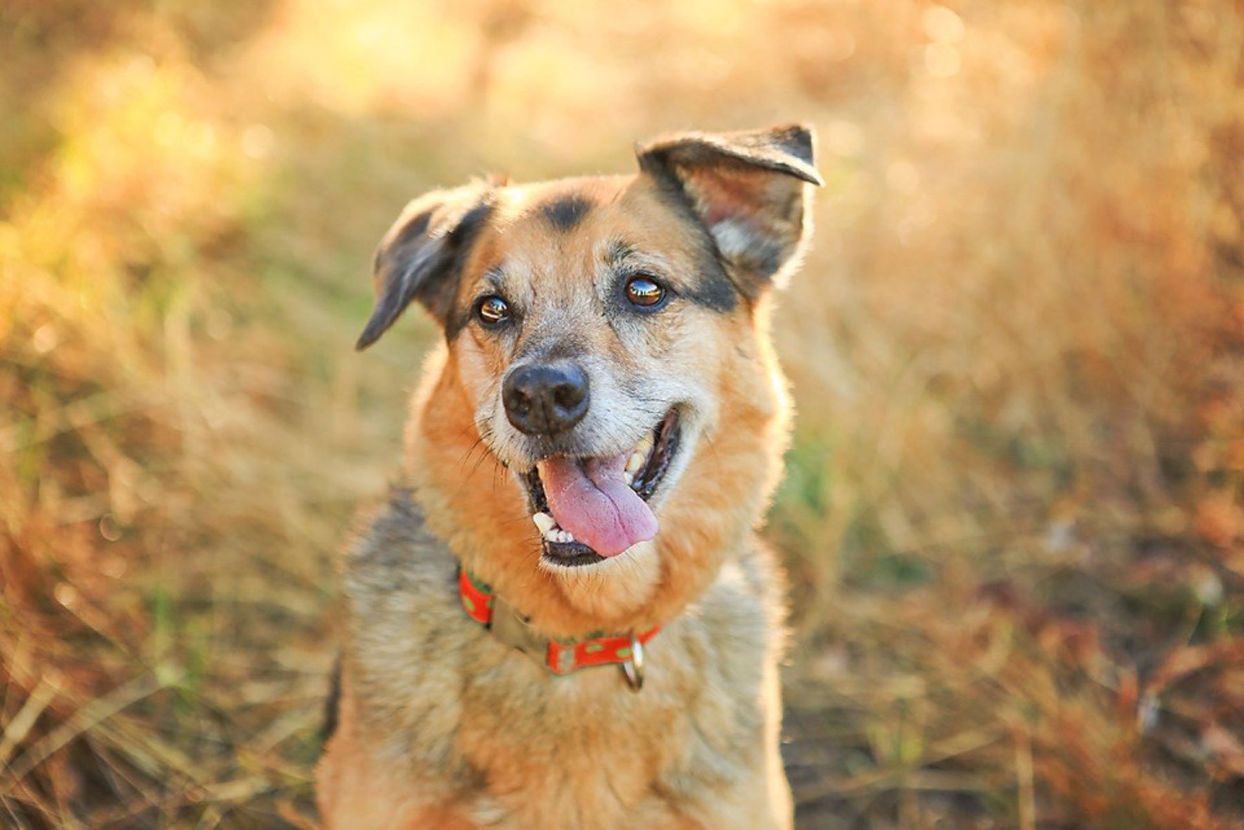 A fur-angel had great mobility before passing