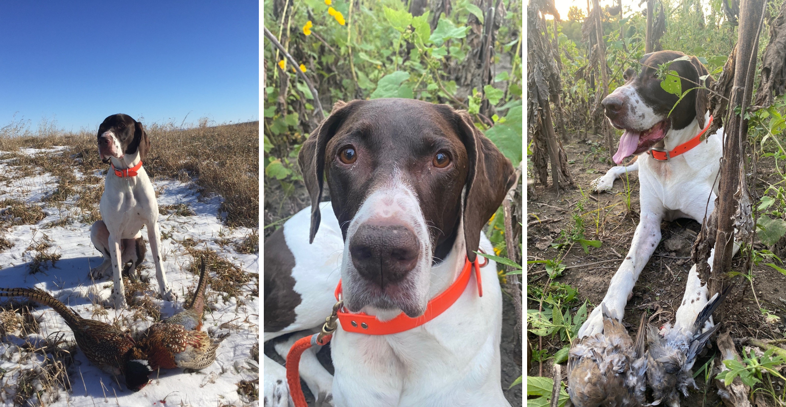 Chester the Hunting GSP