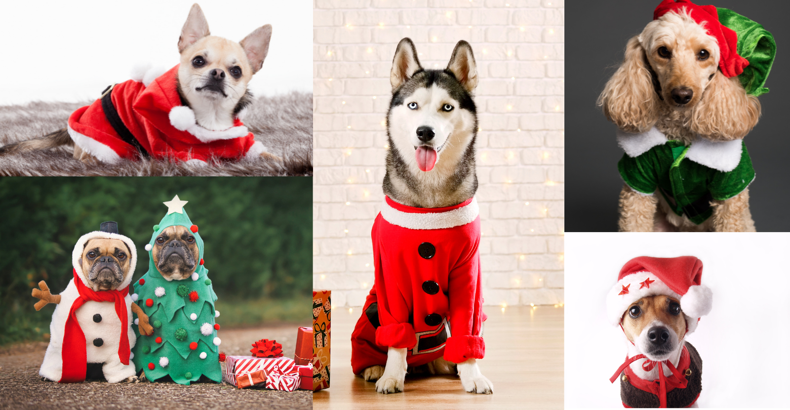 Christmas outfits on dogs