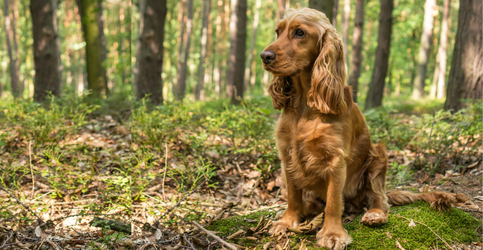 Cocker Spaniel