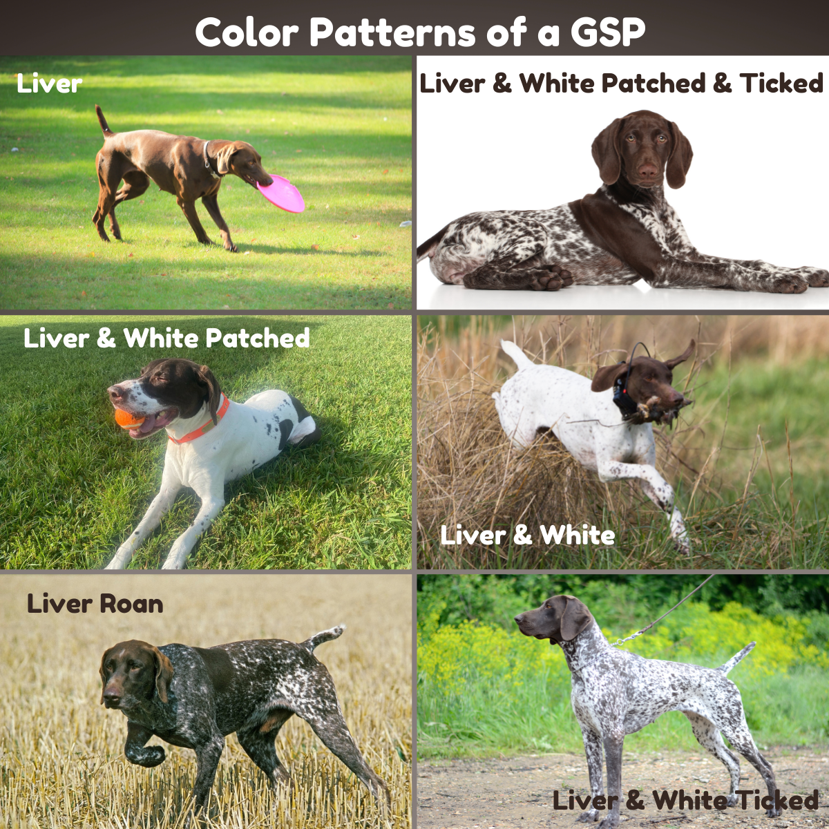 Colors of German Shorthaired Pointers