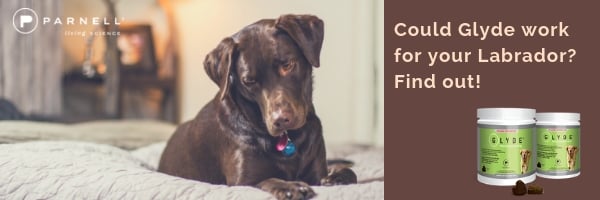 Could Glyde work for your Labrado?  Find OUT Now.