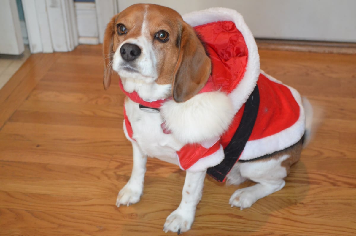 Angry Santa Beagle