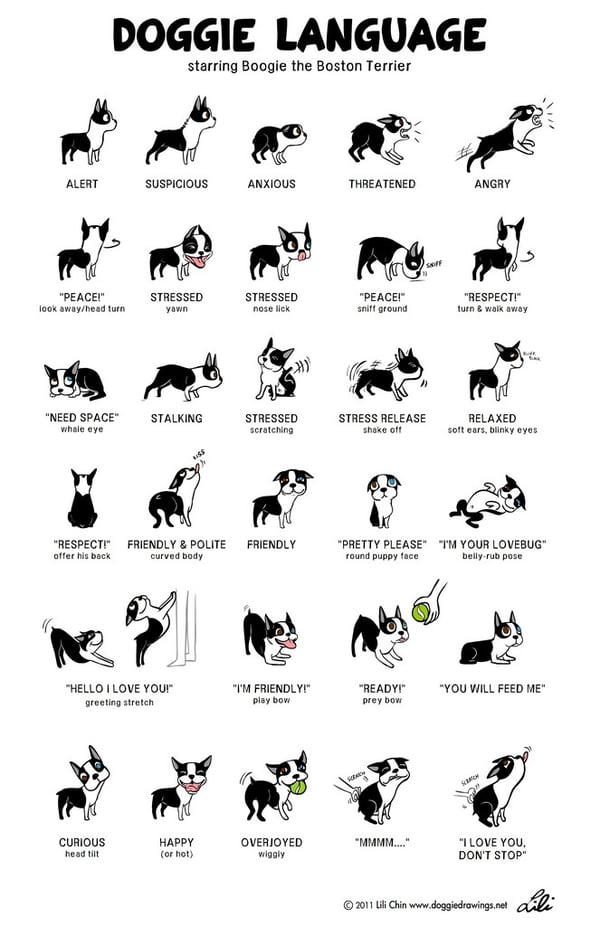 Doggie Language Translation Chart