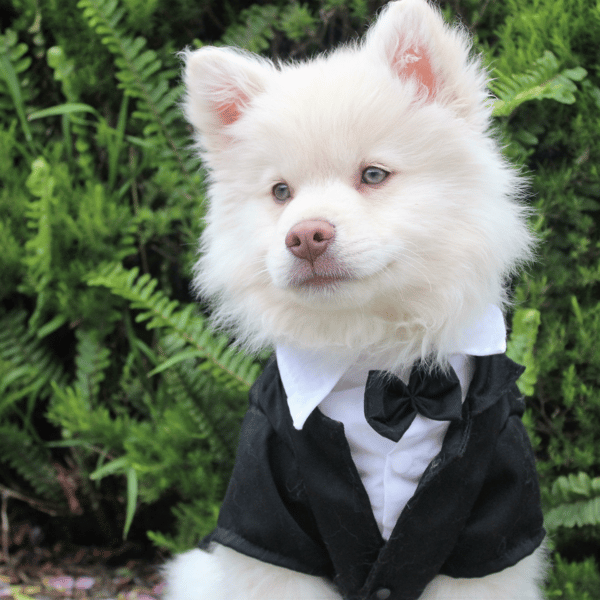 Tuxedo for your dog? Yes please