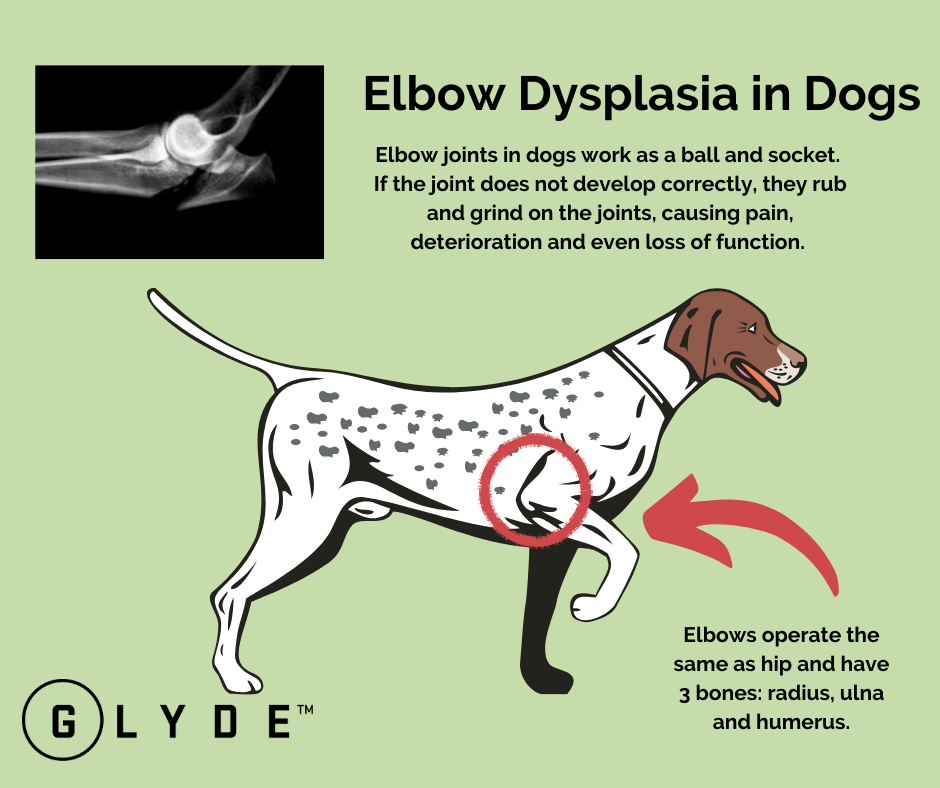 Elbow Dysplasia in Dogs