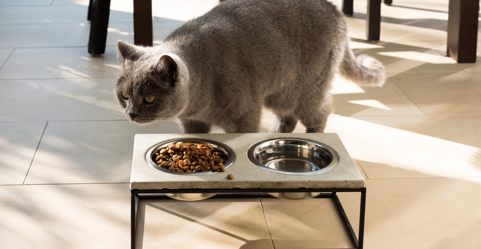 Elevated Cat Food Bowls