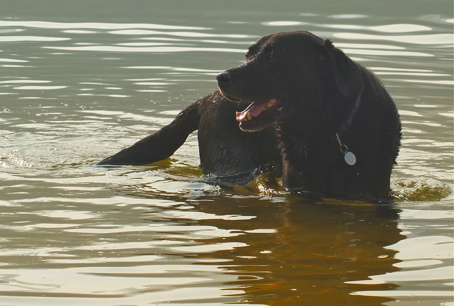 dogs with osteoarthritis