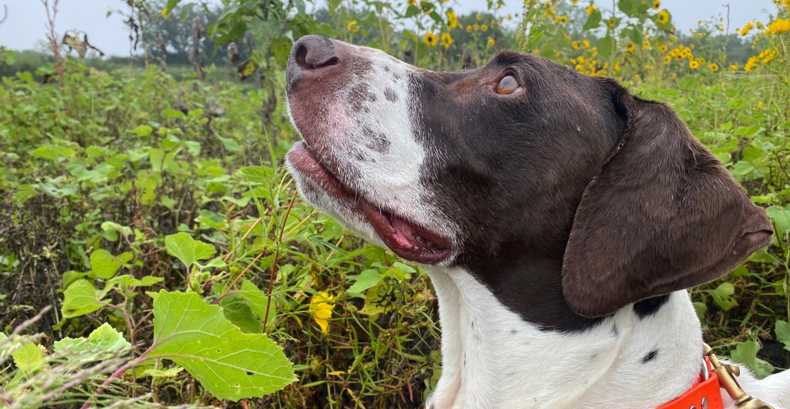 GSP Dove hunting with Sunflower Background