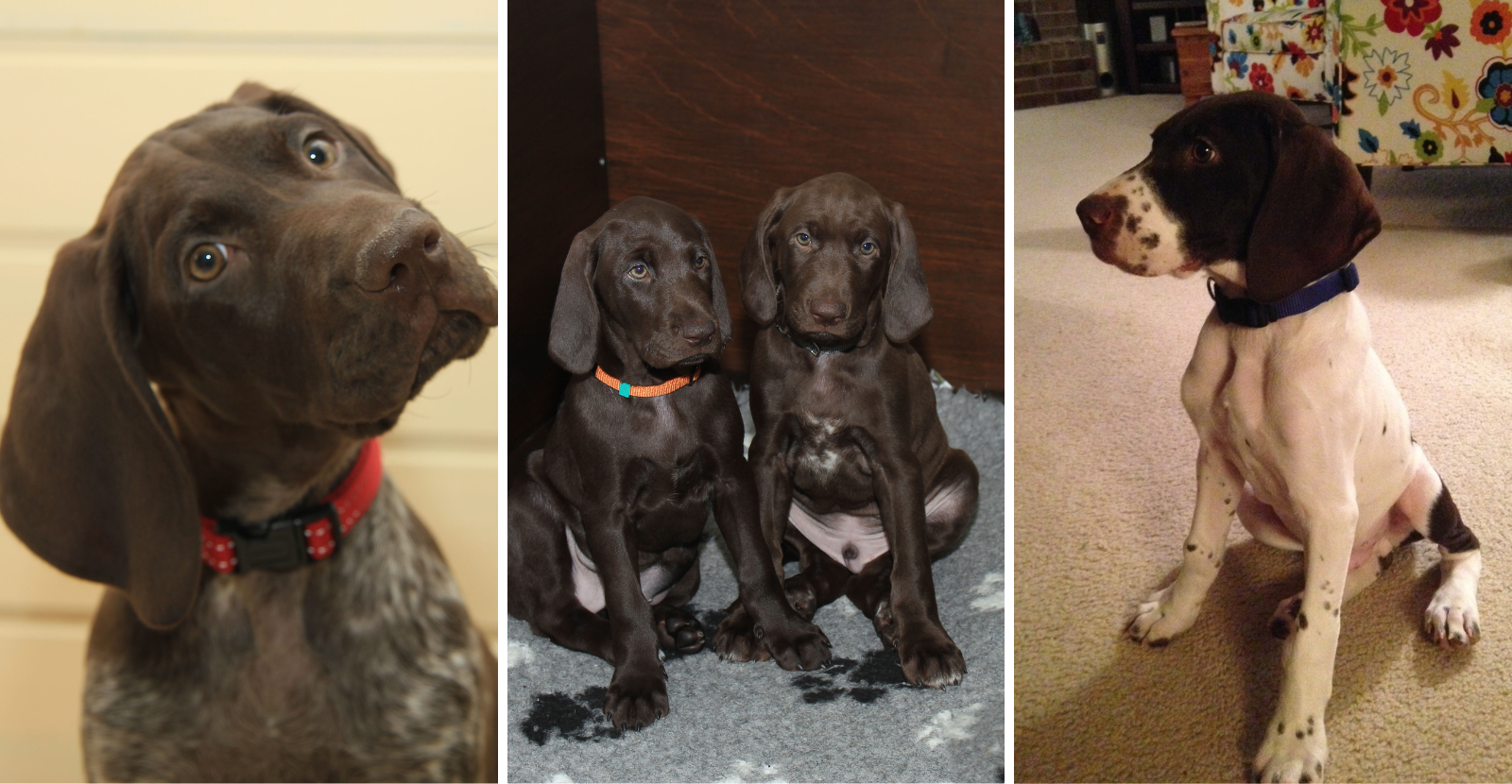 GSP puppy pictures