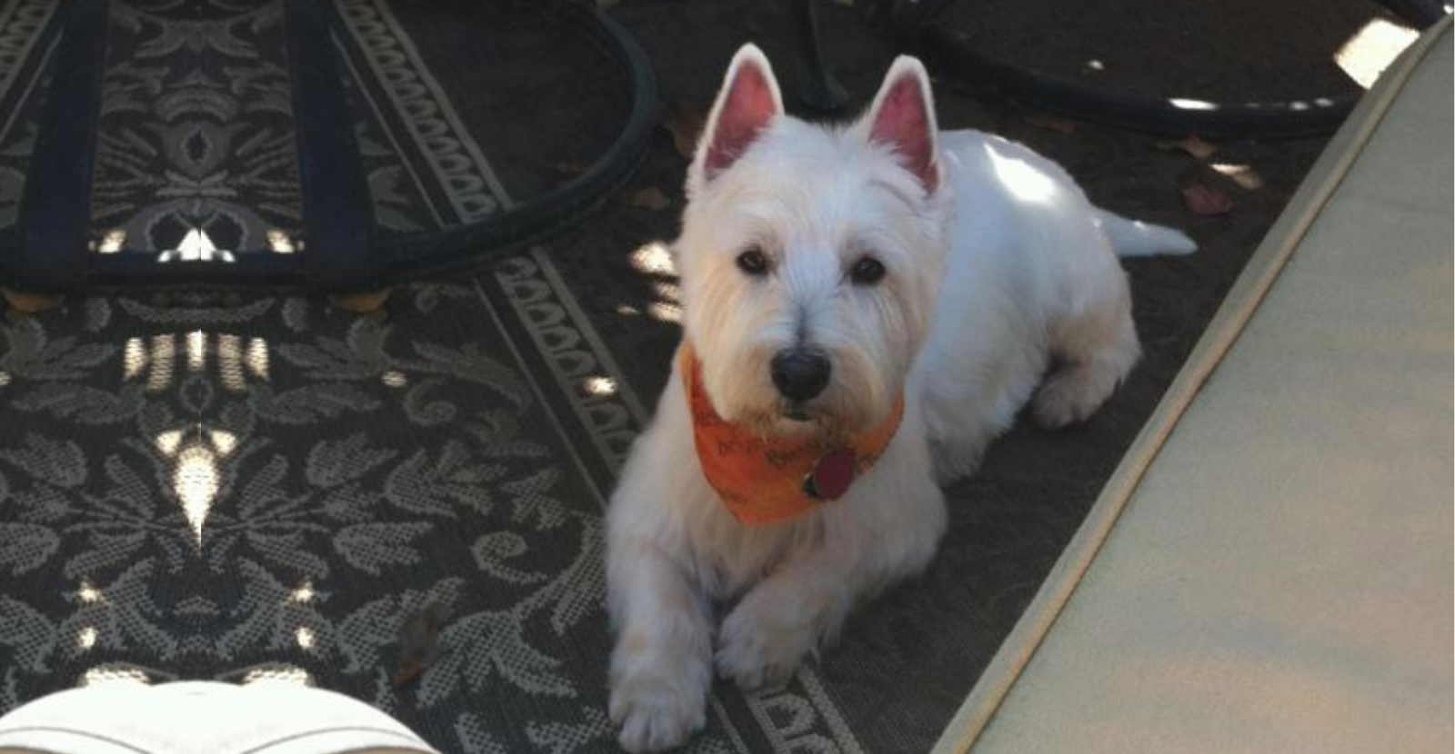 Gabe the Westie