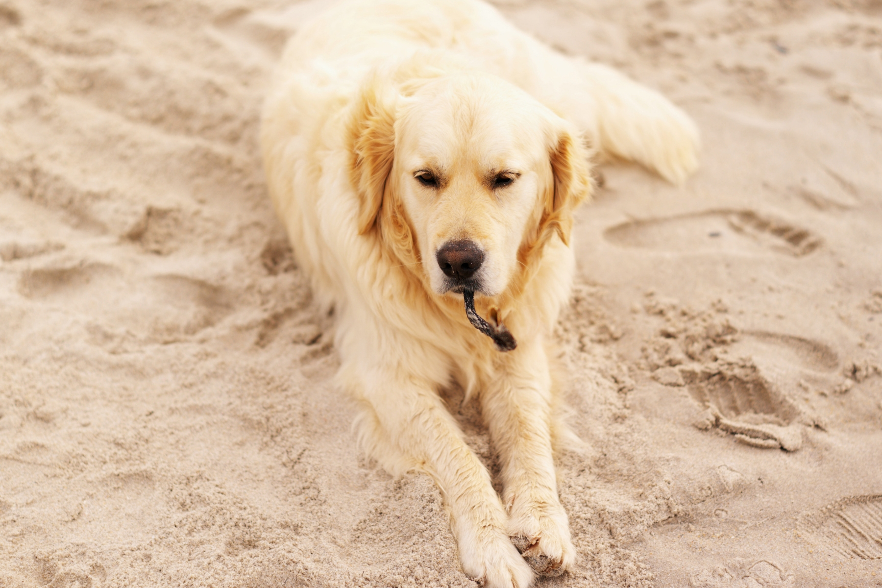 best joint supplement for golden retrievers