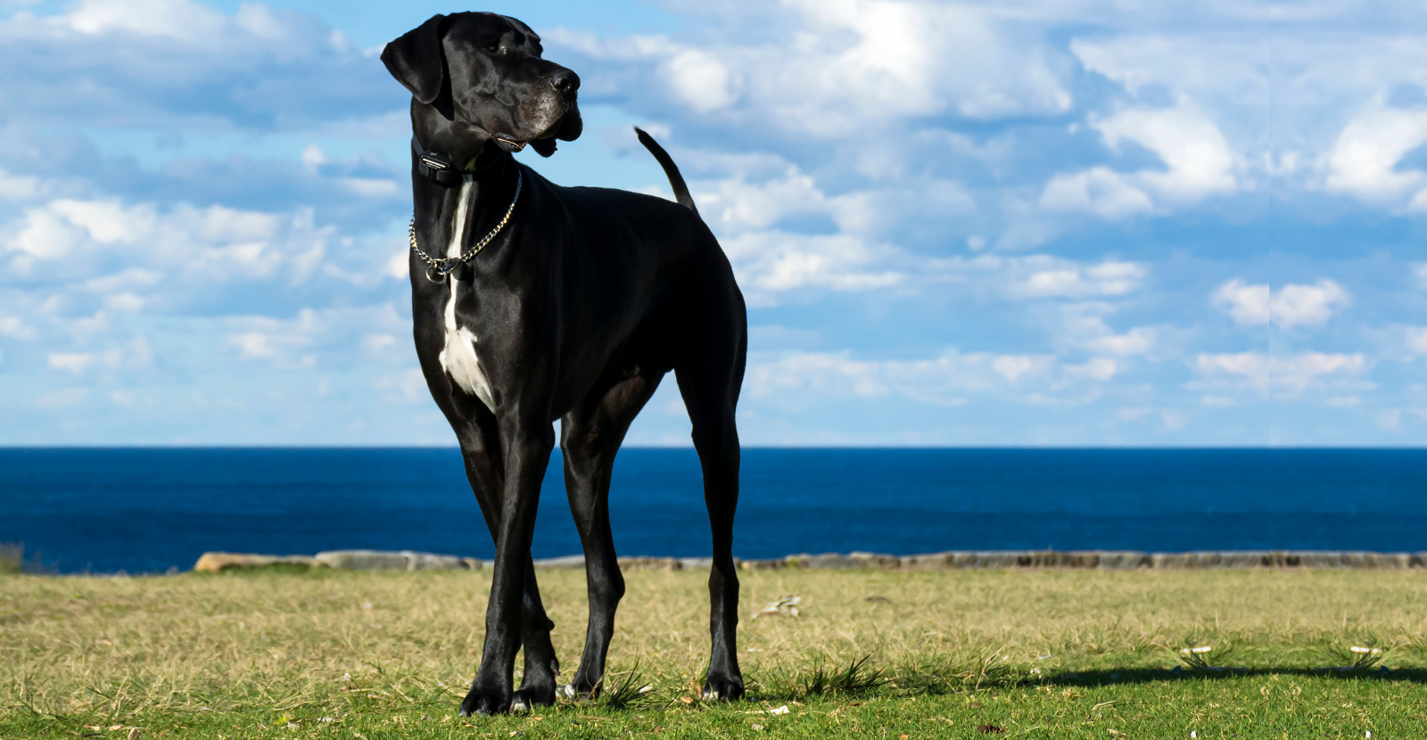 Great Dane Black