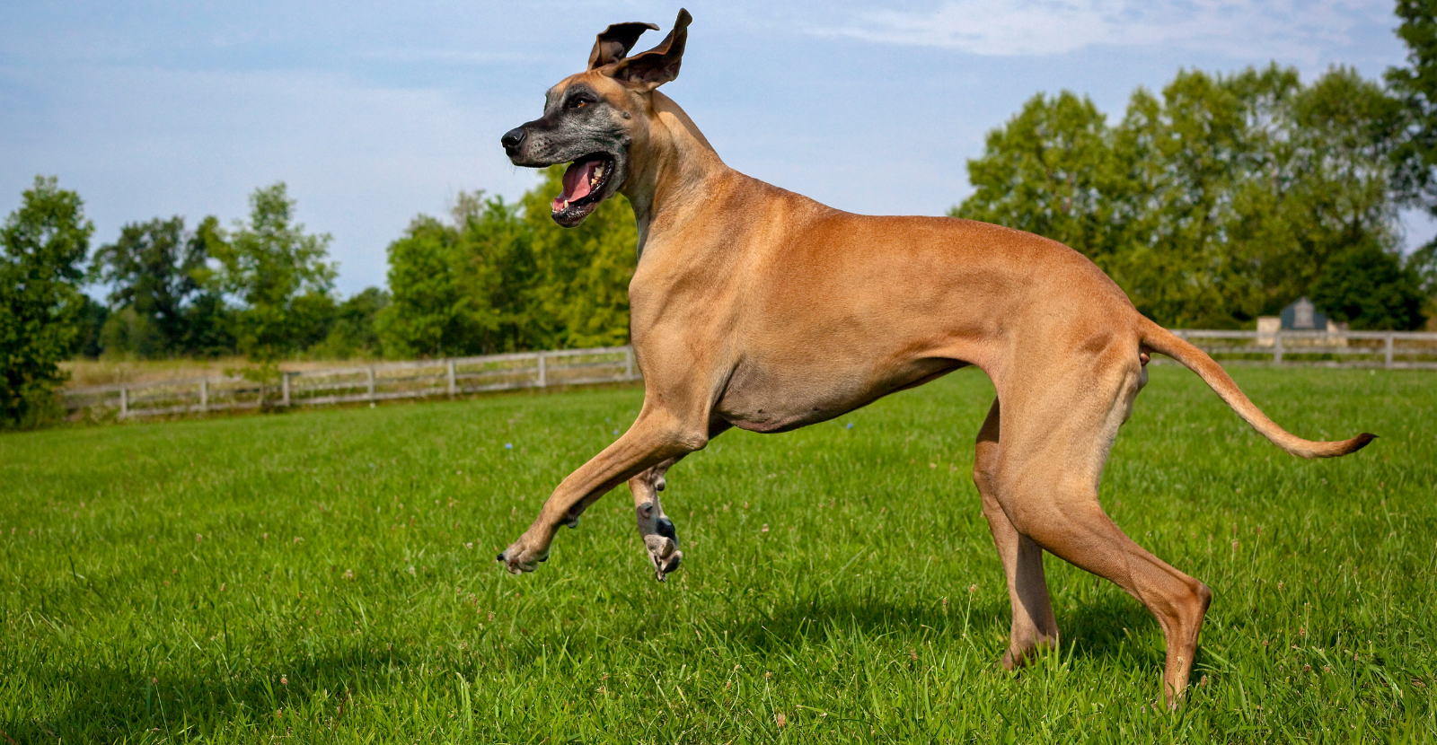 joint supplements for great danes