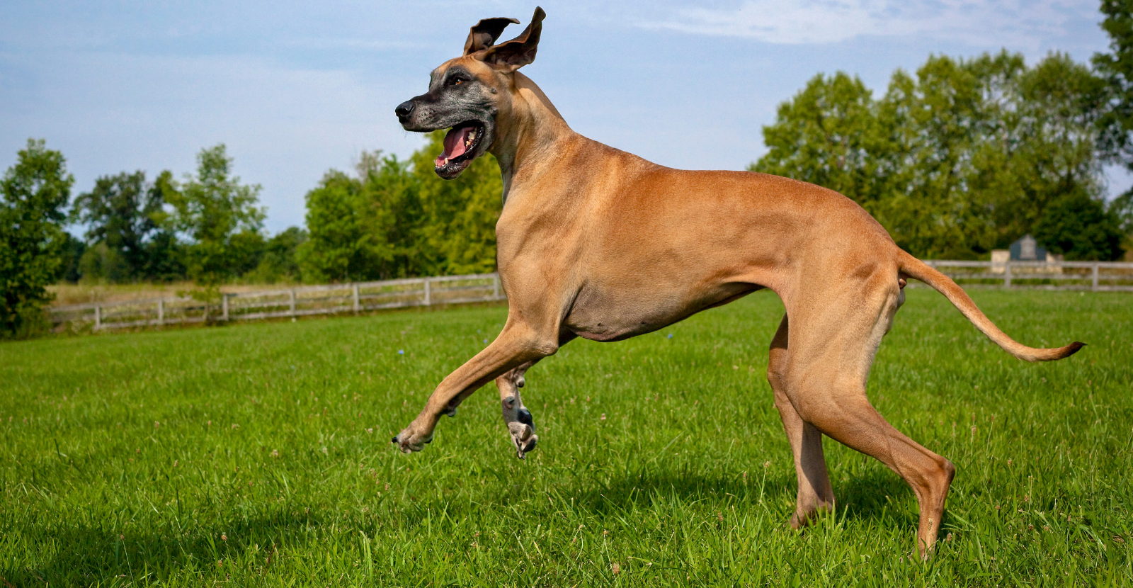 Great Dane Fawn