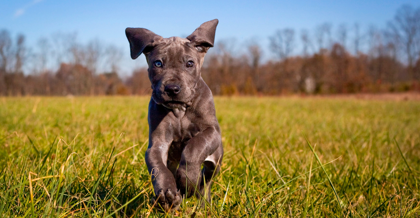 Great Dane puppy