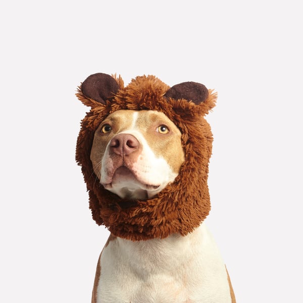 Halloween costume on American Staffordshire Terrier