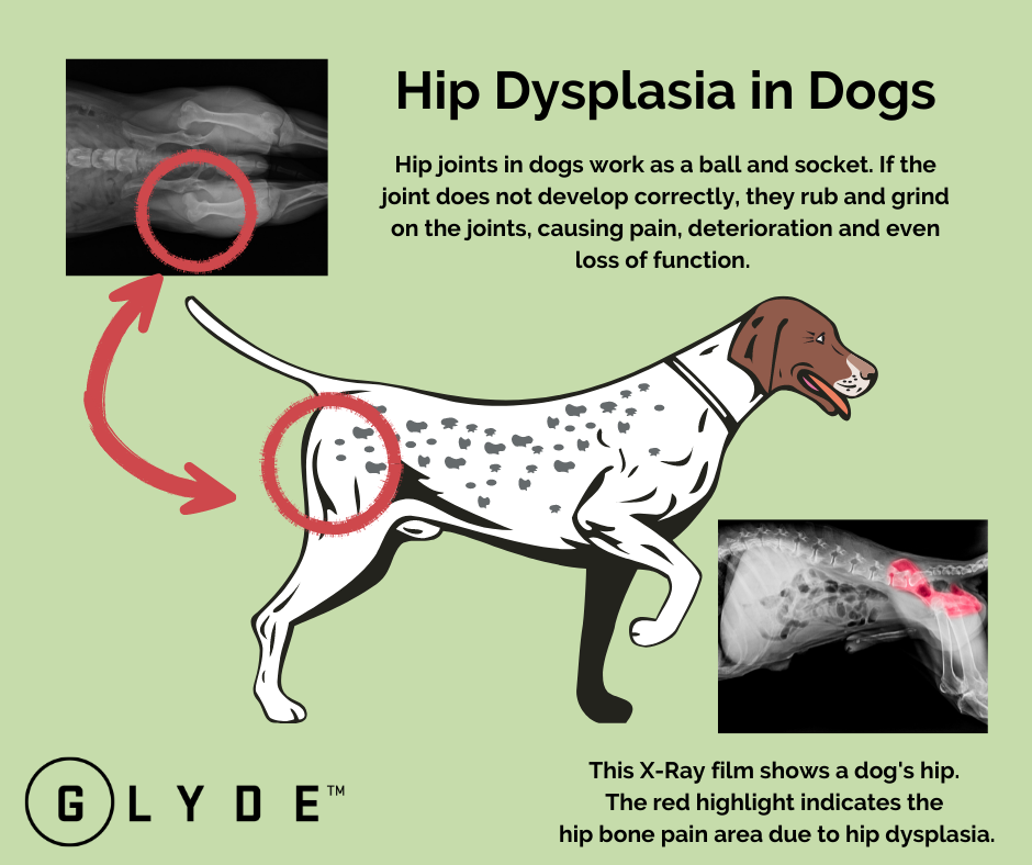 are dogs prone to hip dysplasia