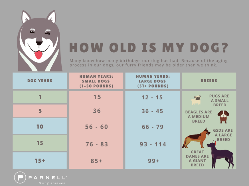 How Old is My Dog_