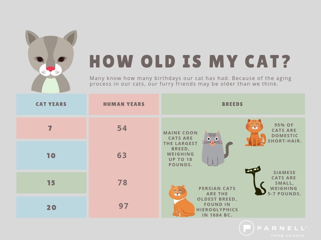 Year Old Year Is How Many Cat Years Old Cat One Human Year Equals