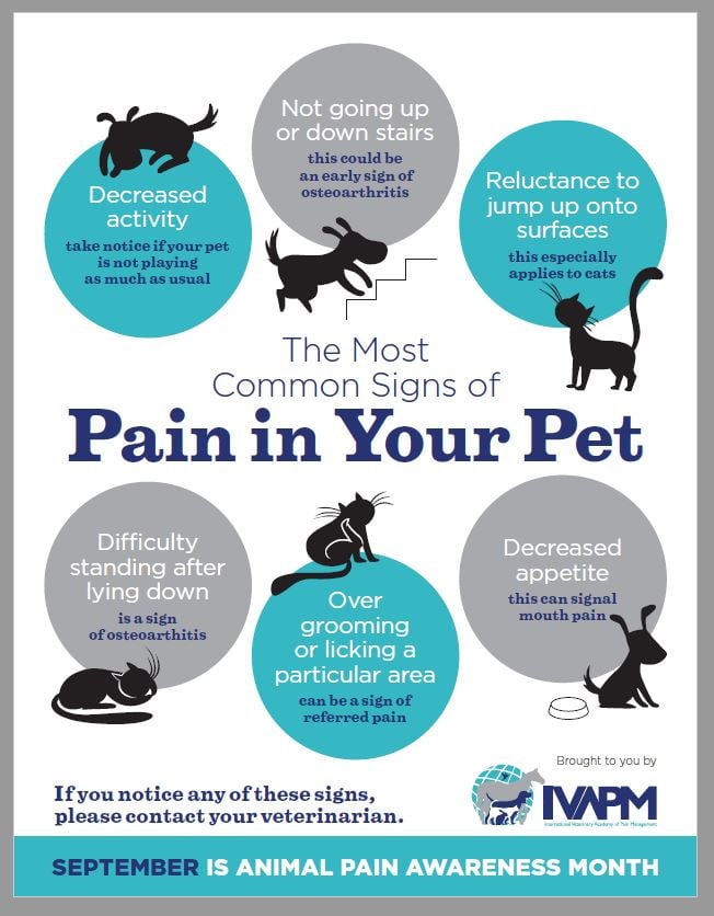 IVAPM image of Pet Pain Poster