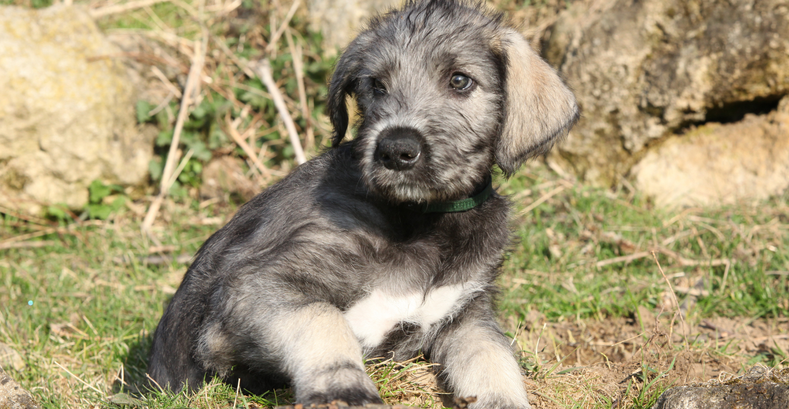 Irish Wolfhound Puppies