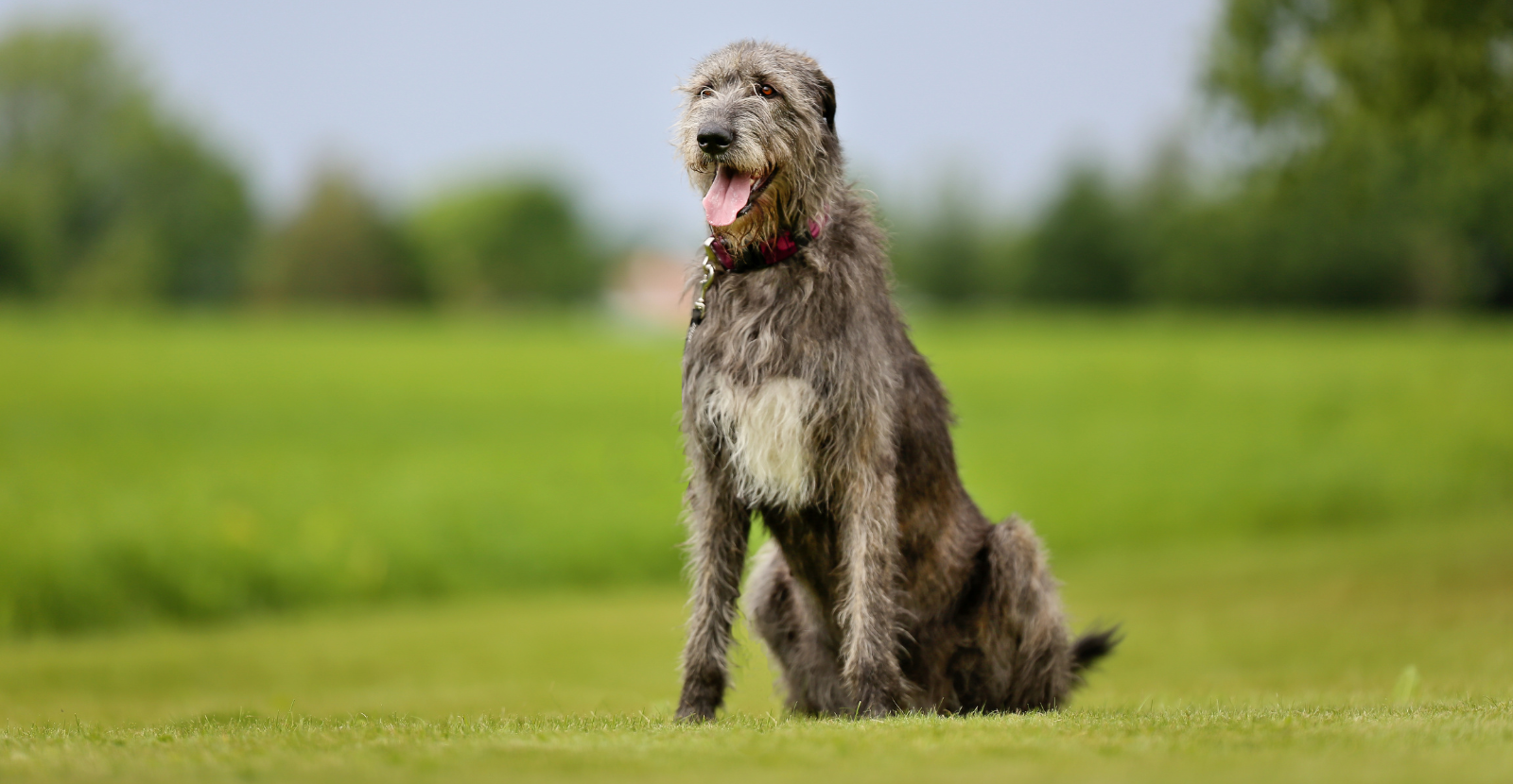 Irish Wolfhound