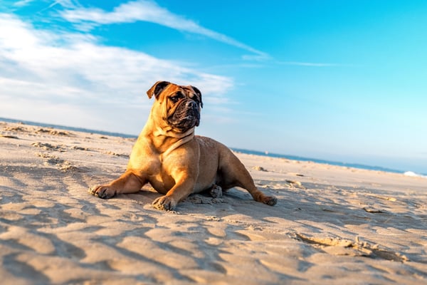 Australian Bulldog