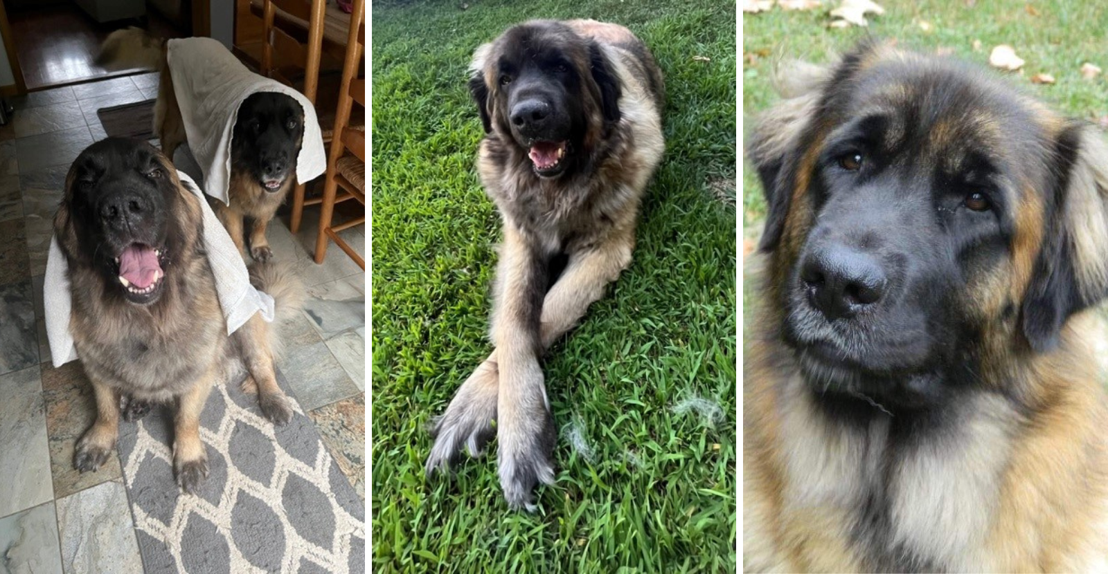 Leonbergers pictures