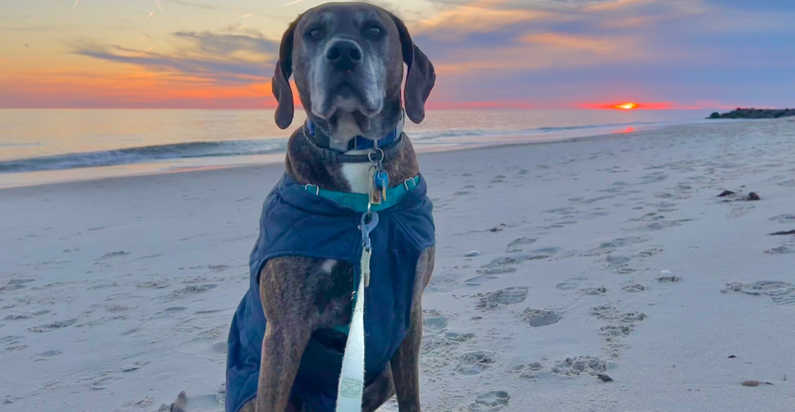 Marley on the beach