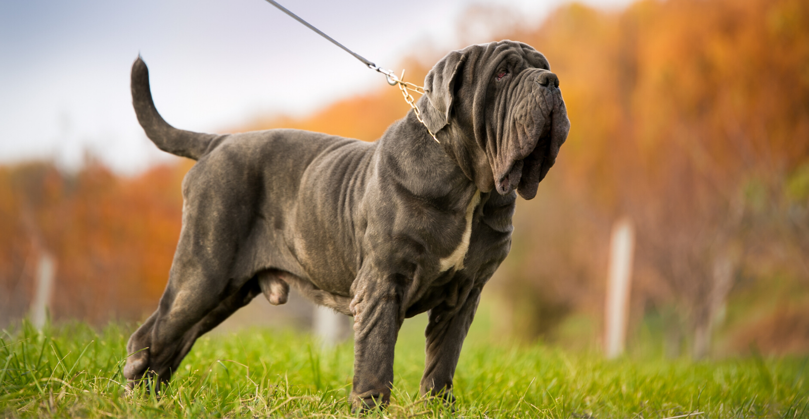 Mastiff 1