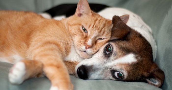 It's National Pet Month! Celebrate your dog and cat!