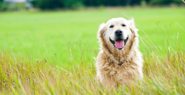 Golden Retrievers are the Best