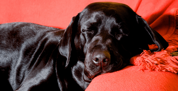 We love Labrador Retrievers!