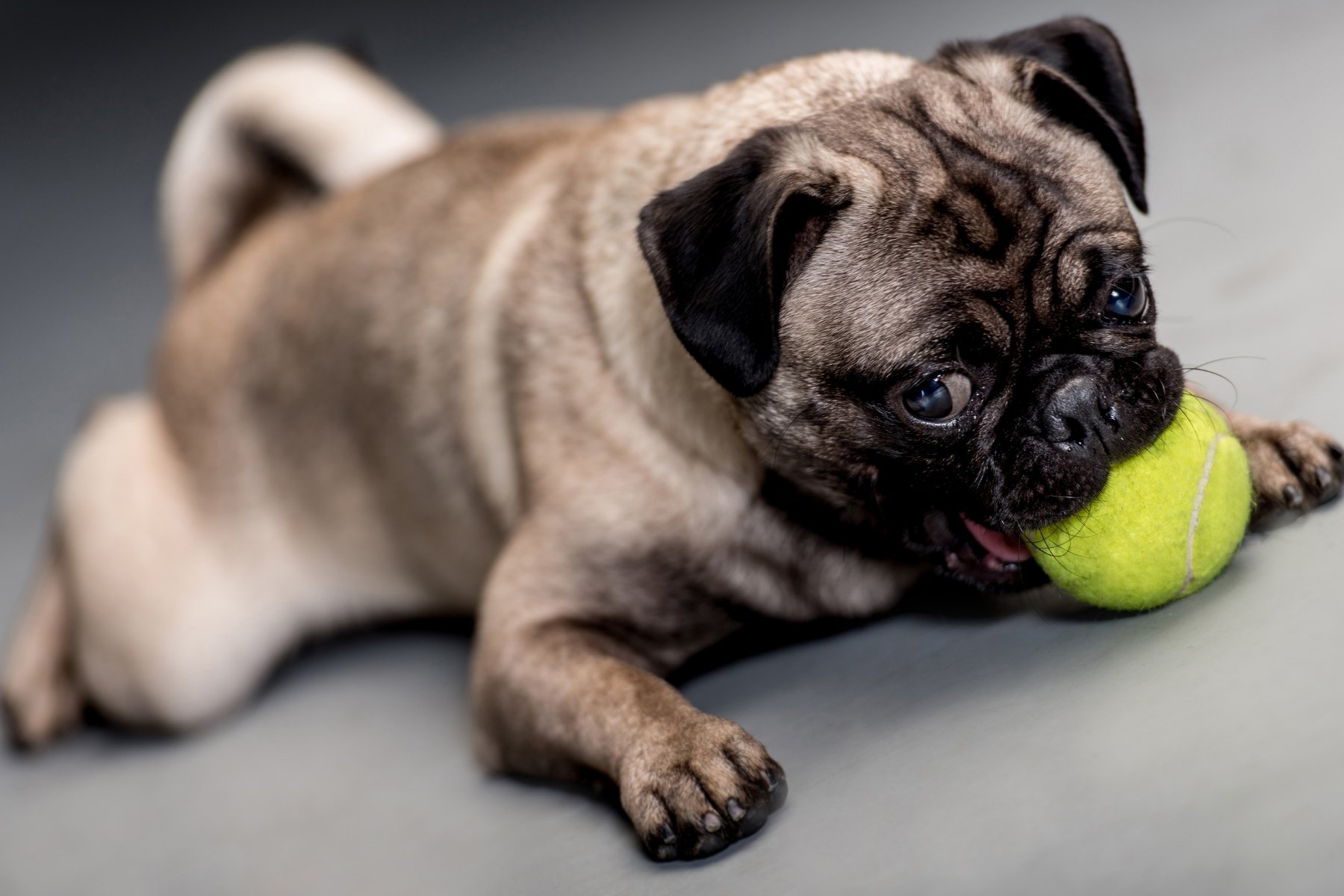 Pug deserves a toy!