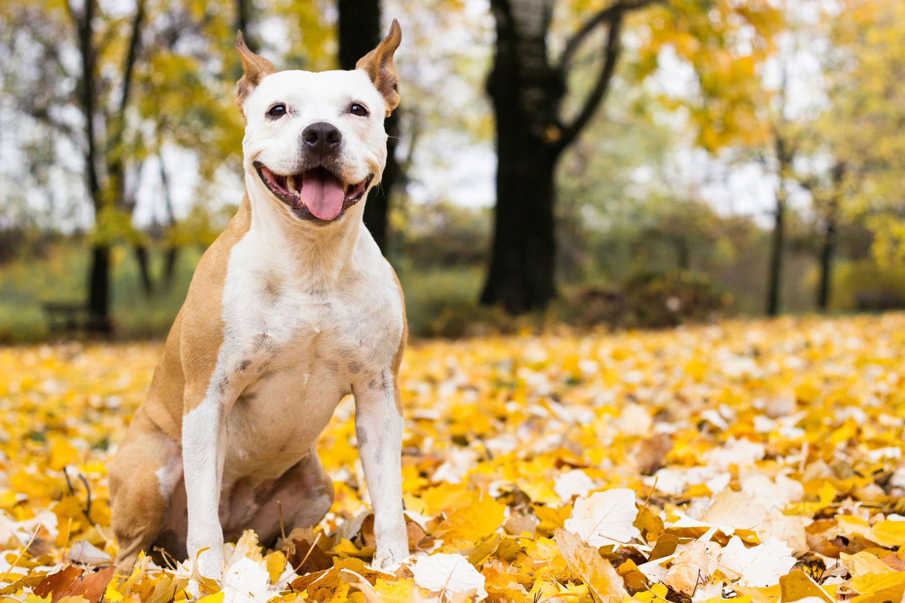 Staffordshire-Bull-Terrier