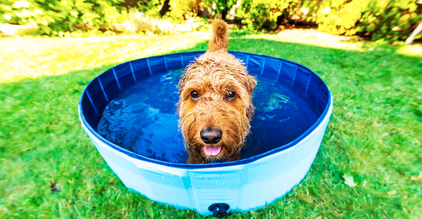 Stay Cool this Summer, Dog!