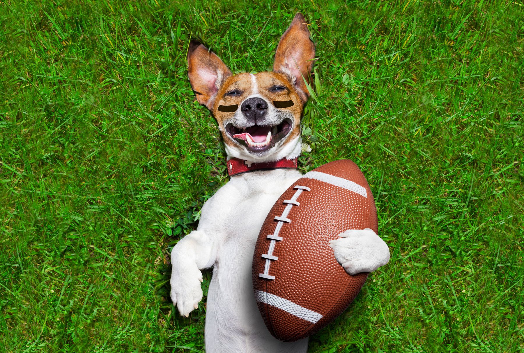 Super-Bowl-Sunday-Pet-Style