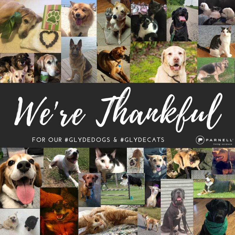 We are thankful!